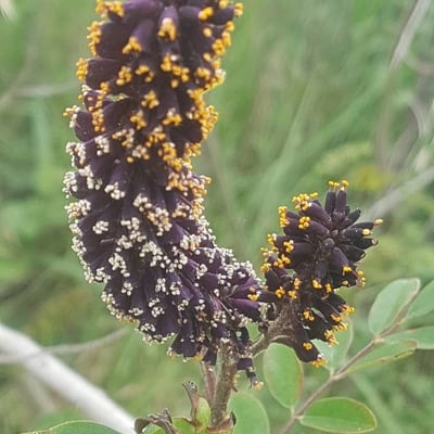 Amorpha fruticosa — flower