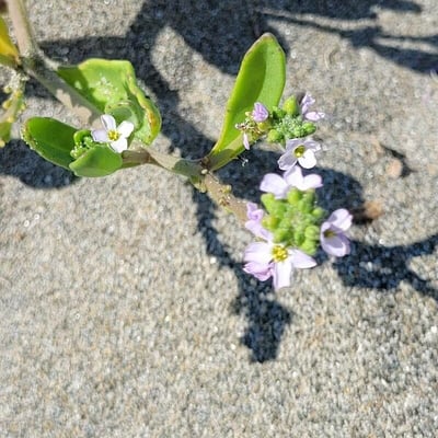 Cakile edentula — flower