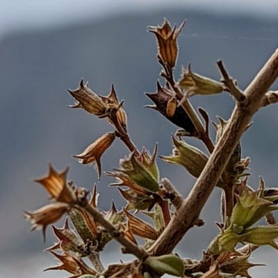 Teucrium flavum — flower