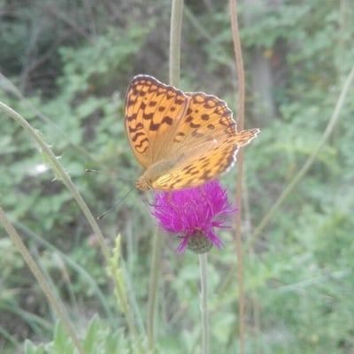 Cirsium tuberosum — flower