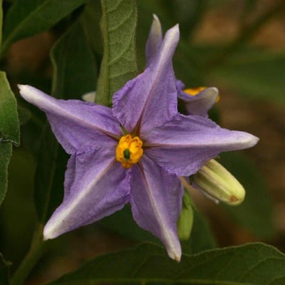 Solanum nudum — flower