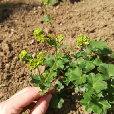 Alchemilla monticola — flower