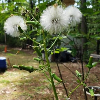 Erechtites hieraciifolius — flower