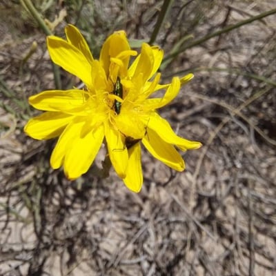 Launaea fragilis — flower
