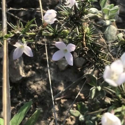 Stenaria nigricans — flower