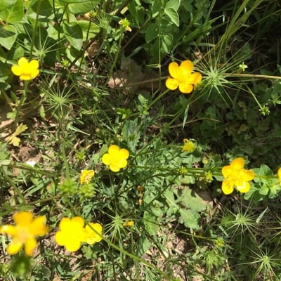 Ranunculus paludosus — flower