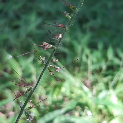 Oplismenus undulatifolius — flower