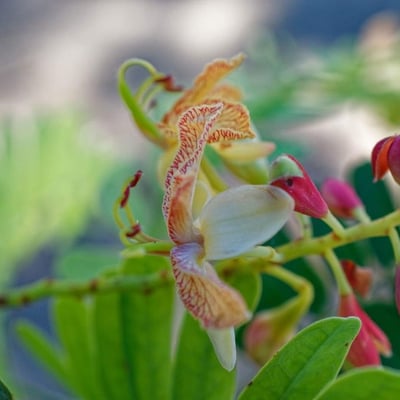 Tamarindus indica — flower