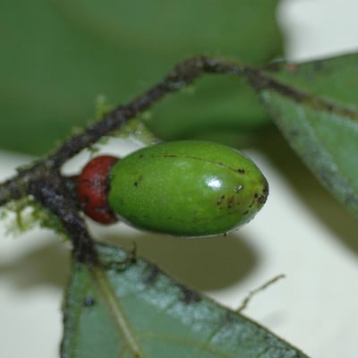Endlicheria paniculata — fruit