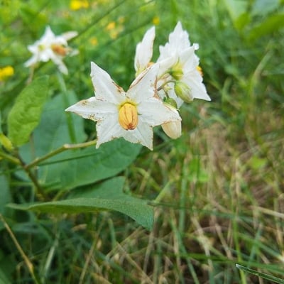 Solanum carolinense — flower