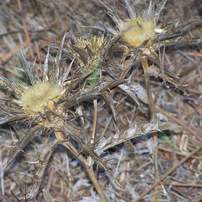 Carlina hispanica — flower
