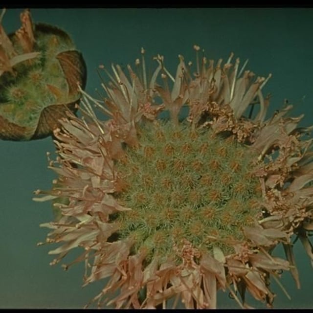 Monardella odoratissima — flower