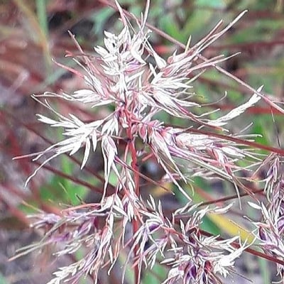 Poa bulbosa — flower