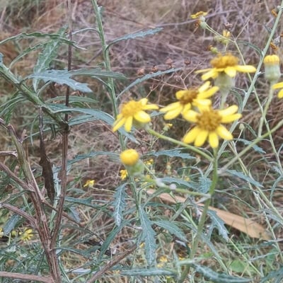 Senecio pterophorus — flower