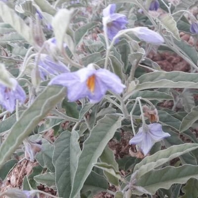 Solanum elaeagnifolium — flower
