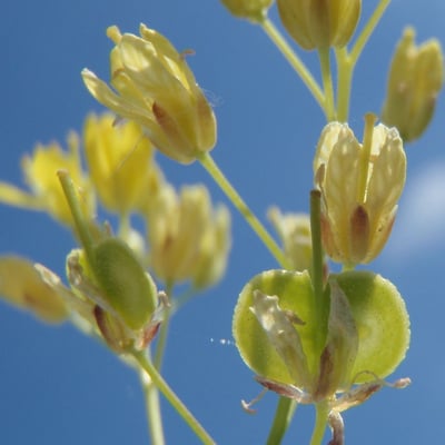 Biscutella valentina — flower