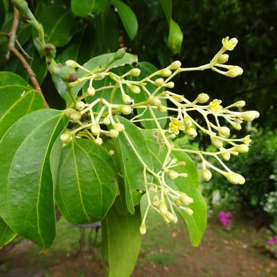Cinnamomum verum — flower