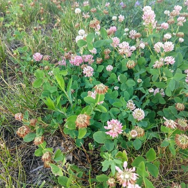 Trifolium hybridum — flower