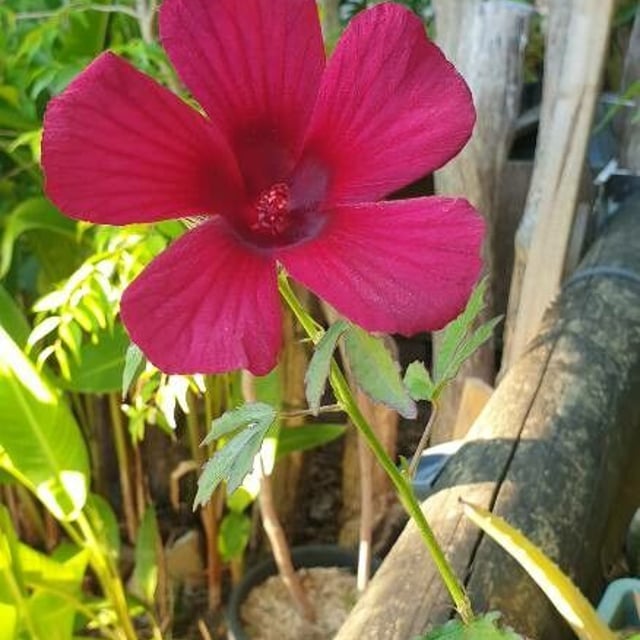 Hibiscus cannabinus — flower