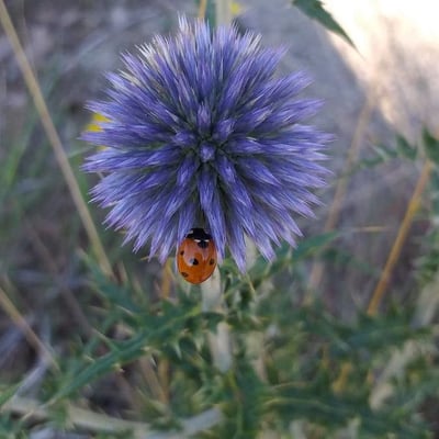 Echinops ritro — flower