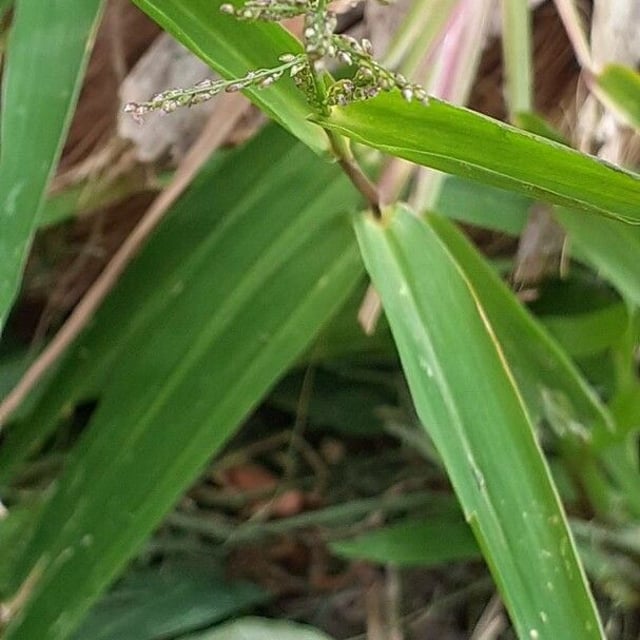Axonopus compressus — flower