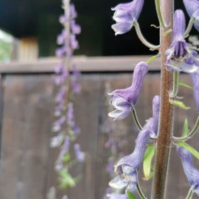 Aconitum septentrionale — flower