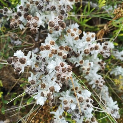 Achillea maritima — flower