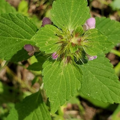 Galeopsis bifida — flower