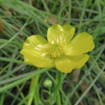Ranunculus lingua — flower