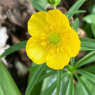 Ranunculus auricomus — flower