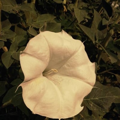 Datura wrightii — flower