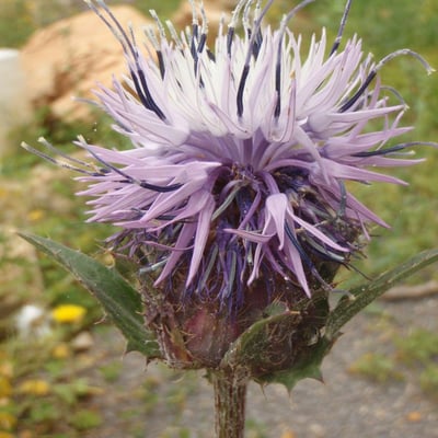 Carthamus caeruleus — flower