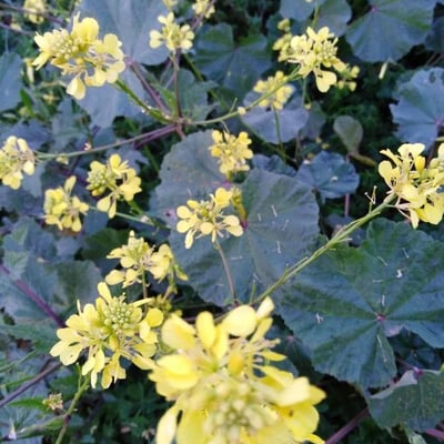 Brassica barrelieri — flower
