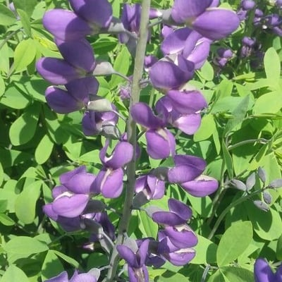 Baptisia australis — flower