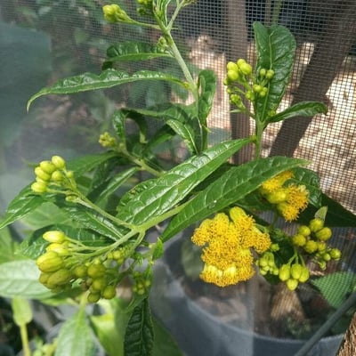 Neurolaena lobata — flower