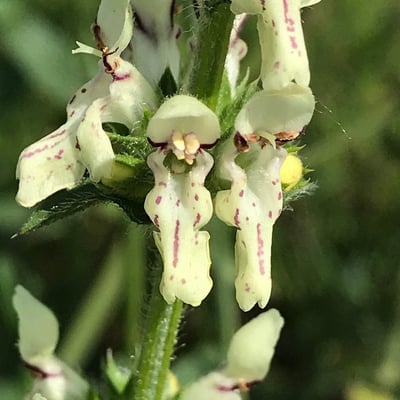Stachys recta — flower