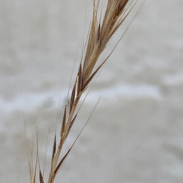 Vulpia ciliata — flower