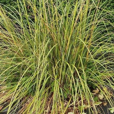 Sporobolus michauxianus — flower