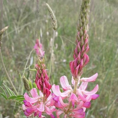 Onobrychis viciifolia — flower