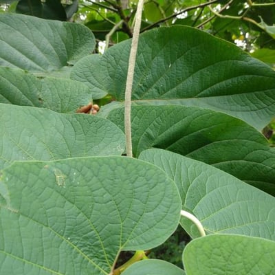Piper auritum — flower