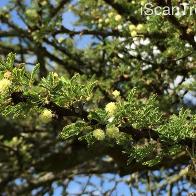 Vachellia tortilis — flower