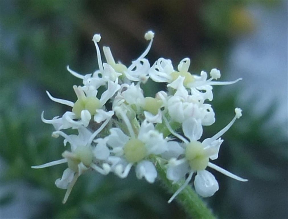 Athamanta cretensis