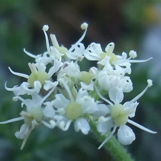 Athamanta cretensis — flower