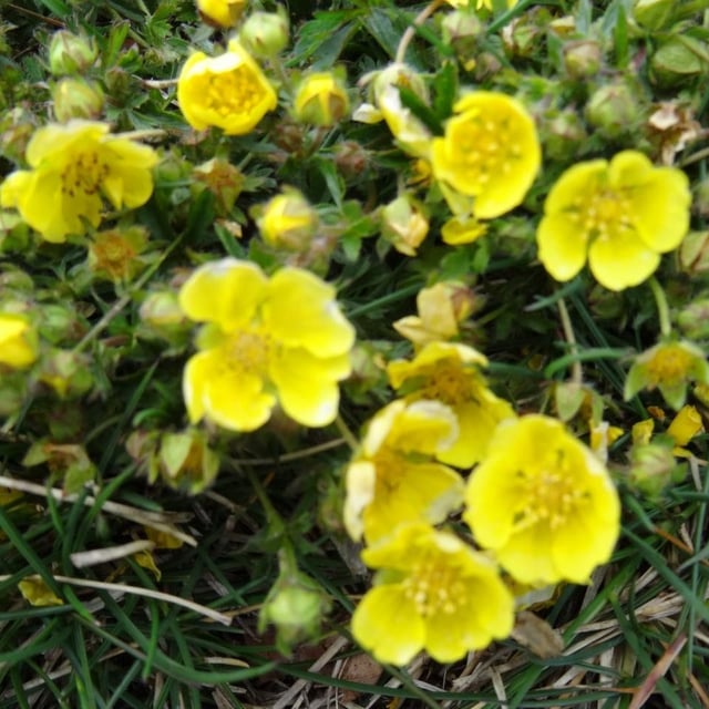 Potentilla heptaphylla — flower