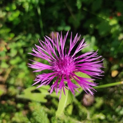 Centaurea uniflora — flower