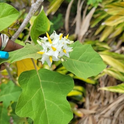 Solanum torvum — flower