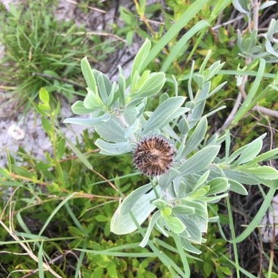 Borrichia frutescens — flower