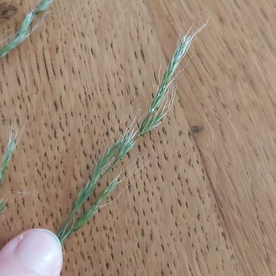 Festuca gigantea — flower
