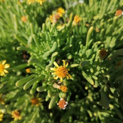 Limbarda crithmoides — flower