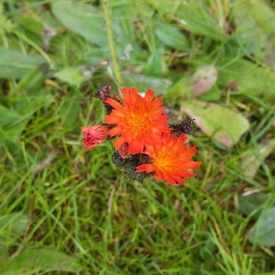Pilosella aurantiaca — flower